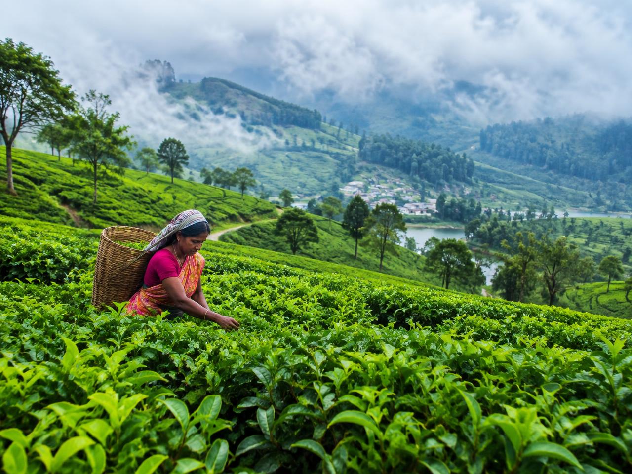 Lush Ceylon tea plantations in Nuwara Eliya